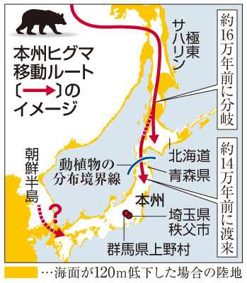 本州のヒグマは新系統 化石からｄｎａ初抽出 山梨大など研究チーム 室蘭民報社 電子版