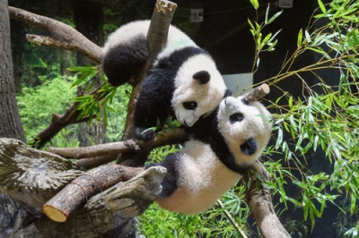 写真：双子のジャイアントパンダ、雄シャオシャオ（上）と雌レイレイ＝１２日午前、東京・上野動物園（東京動物園協会提供）