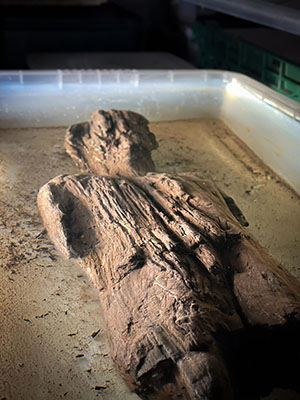 写真：英南部レディング郊外で見つかったローマ時代の木彫り人形（英ＰＡ通信＝共同）