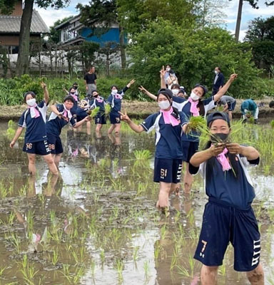 写真：日本酒の米作りに取り組む平成国際大の女子硬式野球部員＝埼玉県加須市（同部提供）