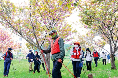 写真：祝津臨海公園の桜並木を歩く参加者