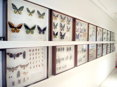 写真：チョウやクワガタなどの標本が並ぶ展示室＝東京都文京区のファーブル昆虫館「虫の詩人の館」