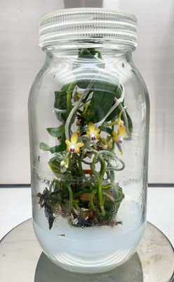 写真：沖縄美ら島財団の研究グループが人工培養による開花に初めて成功した「サガリラン」＝５月（同財団提供）