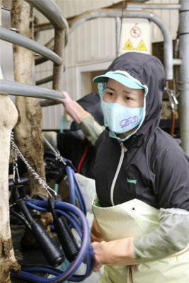 写真：搾乳作業を行うドゥ・ティ・バンさん＝１３日、豊頃町