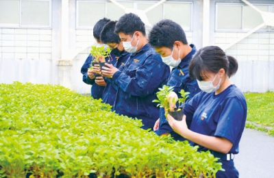 写真：市民に配布する藍の苗を準備する生徒たち