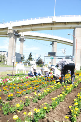 写真：白鳥大橋の近くの花壇整備に取り組む祝津町会会員