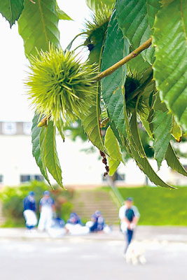 写真：室蘭市内の栗の木には未成熟の実が付き始めた＝６日、室蘭市中島公園