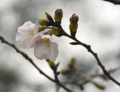写真：高知市で開花した標本木の桜＝２３日午後