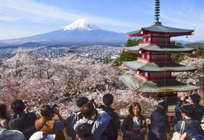 写真：五重塔がある「新倉山浅間公園」で、富士山をバックに見頃を迎えた桜並木。多くの観光客でにぎわっていた＝１３日午前、山梨県富士吉田市