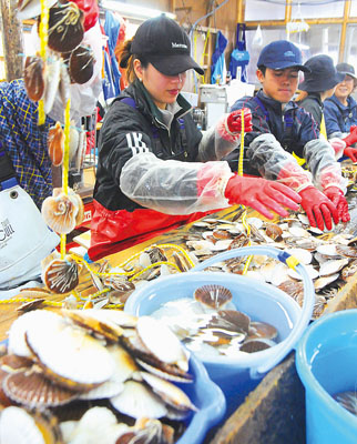 写真：豊漁を願いホタテの稚貝の耳づり作業を行う漁業者ら＝１８日午前、豊浦漁港