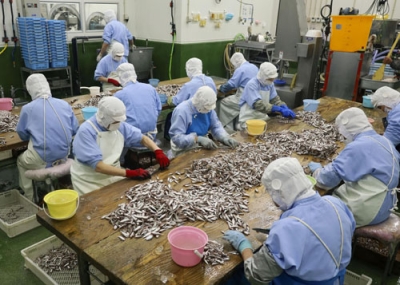 写真：じゃこ天などの原料になる魚の処理をする「安岡蒲鉾」の従業員ら＝４月２２日、愛媛県宇和島市