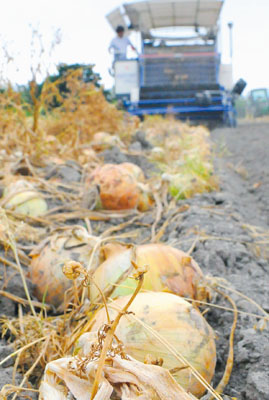 写真：収穫される大きな越冬タマネギ「えったま」＝４日、大平町