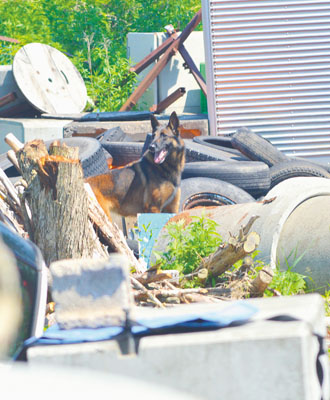 写真：瓦礫捜索試験で救助者を探す救助犬