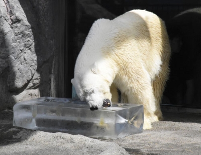写真：旭川市の旭山動物園でプレゼントされた氷にかじりつくホッキョクグマ＝２６日午前