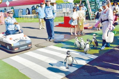 写真：「交通安全広報大使」に任命され、横断歩道を渡るペンギンたち