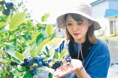 写真：暑さの影響で成長が早かったブルーベリー