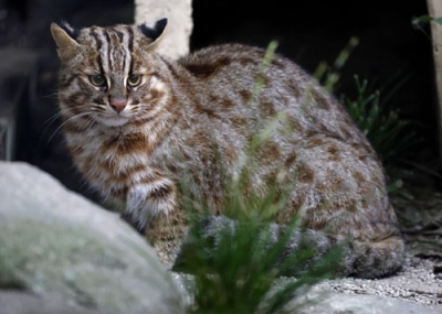 写真：福岡市動物園で飼育されているツシマヤマネコの「アカツキ」＝２０２３年１０月