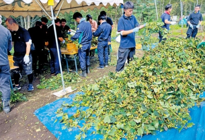 写真：球花を丁寧に摘み取る関係者たち