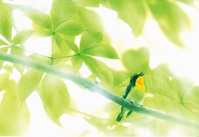 写真：キビタキをとらえた熊谷さんの作品「夏鳥の声響く森」