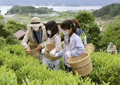 写真：岩手県陸前高田市の畑で茶摘みを体験する人たち＝６月