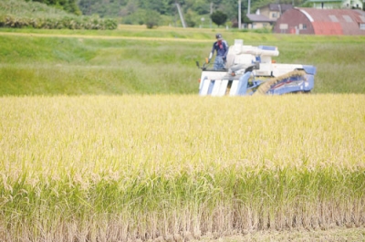 写真：稲刈り作業が進む洞爺湖町財田地区＝２日午後