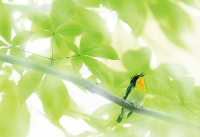 写真：夏鳥の声響く森（キビタキ）＝熊谷勝さん撮影