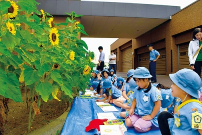 写真：室蘭警察署の花壇で育ったヒマワリを描く桜ヶ丘幼稚園の園児