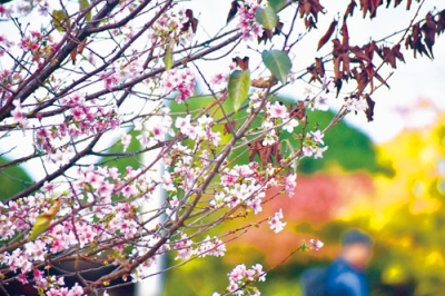 写真：紅葉を背に桃色の花を咲かせるフユザクラ