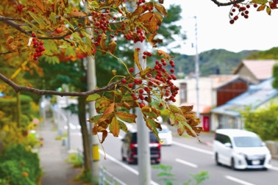 写真：赤く色づくナナカマドの実と葉＝３日午後、室蘭市御前水町