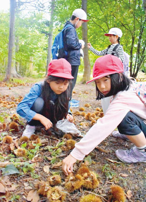 写真：たくさんのクリを拾い集める児童たち