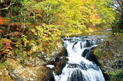 写真：紅葉が始まっている三階滝公園の木々