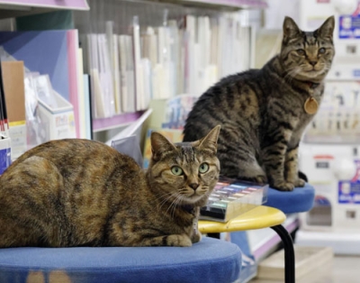 写真：文房具店「万年堂」で店番をする看板猫のシポ子（左）とシマ子＝長野県小諸市