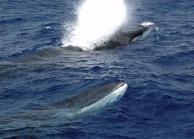 写真：ナガスクジラ（日本鯨類研究所提供）