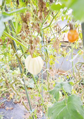 写真：小山さんの家庭菜園でキュウリの苗から育ったカボチャの実