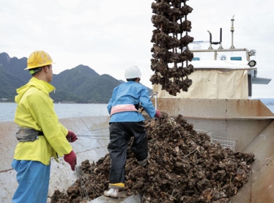 写真：広島湾で収穫された養殖カキ＝２１日午前