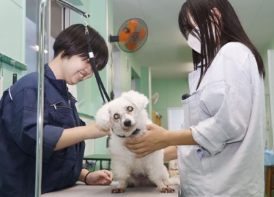 写真：大垣養老高校の「犬クラブ」部長の加納心葉さん（右）と、ブラッシングされる保護犬のトイプードルの雌「新絆」＝１０月７日、岐阜県養老町