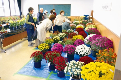 写真：色鮮やかな大輪が目を引く菊花展覧会