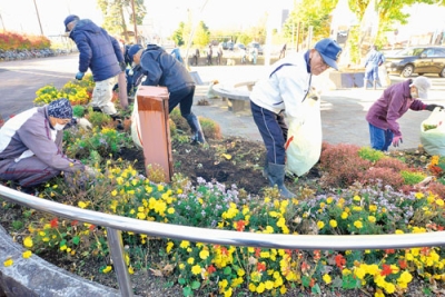 写真：花壇の花苗を抜き取る参加者たち