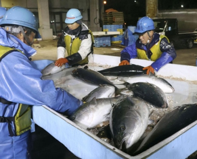 写真：水揚げされた寒ブリを仕分ける漁師＝２日午前、石川県能登町の宇出津港