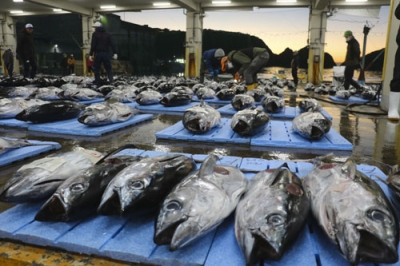 写真：勝浦地方卸売市場の初市に並んだマグロ＝４日午前、和歌山県那智勝浦町