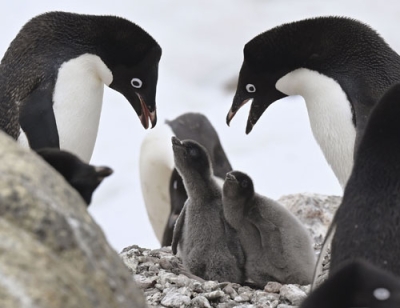 写真：南極・スカルブスネス「鳥の巣湾」で子育て中のペンギン＝２０２４年１２月（南極観測隊同行記者撮影）