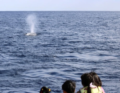 写真：鹿児島県・奄美大島近海で行われたホエールウオッチング