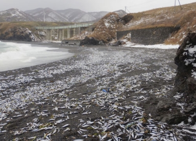 写真：松前町の海岸に漂着した大量のイワシ＝２０２４年１２月（松前町提供）