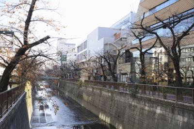 写真：ソメイヨシノが植えられている目黒川沿い＝東京都目黒区