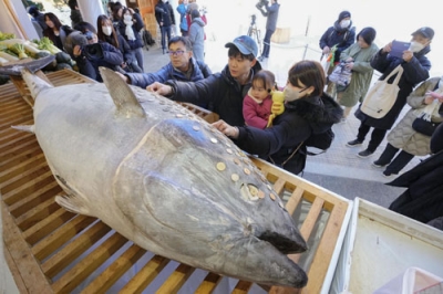 写真：西宮神社に奉納されたマグロにさい銭を張り付ける参拝客＝８日午前、兵庫県西宮市