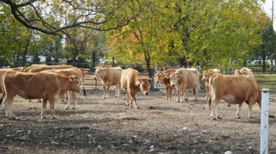 写真：高知大で飼育されている「土佐あかうし」＝２０２４年１２月、高知県南国市