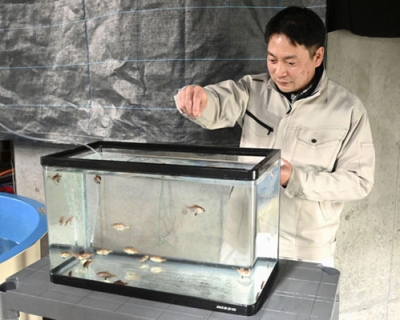 写真：アカムツの稚魚の世話をする富山県水産研究所の福西悠一主任研究員＝１月、富山県滑川市