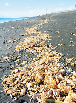 写真：白老の海岸に打ち上がった脱皮した毛ガニの殻