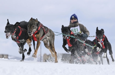 写真：「ジャパンカップ全国犬ぞり稚内大会」で疾走する犬ぞり＝２２日午後、稚内市