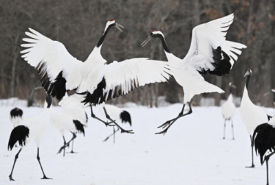 写真：国の特別天然記念物タンチョウ